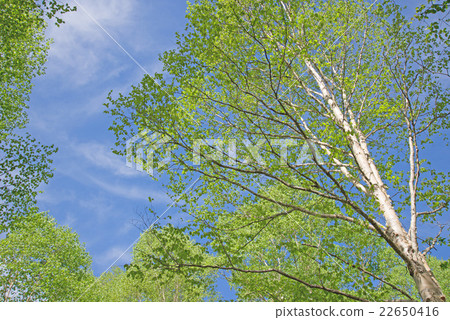 Fresh green and blue sky 22650416