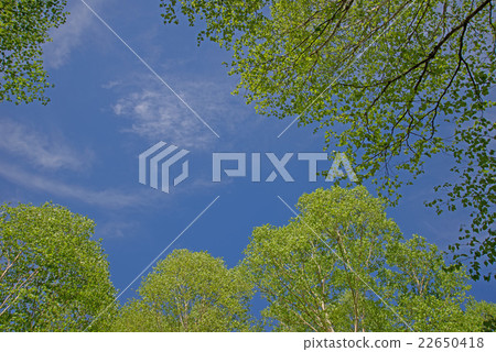 Fresh green and blue sky Fresh green and blue sky 22650418