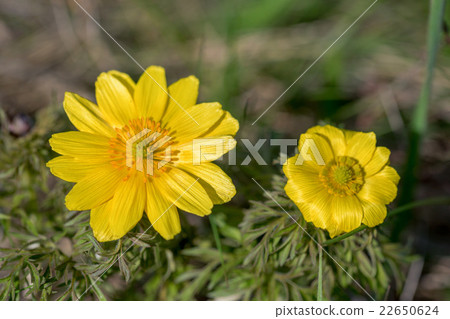 Spring pheasant's eye Spring pheasant's eye 22650624