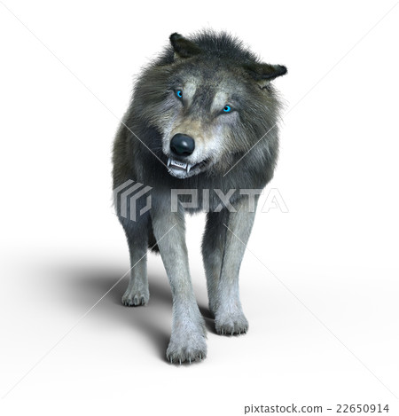 Wolf Wolf 22650914