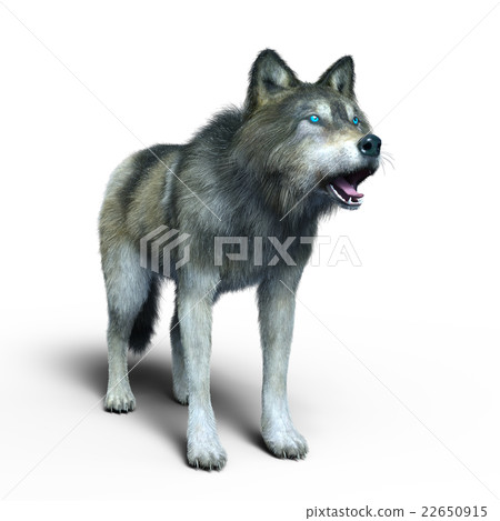 Wolf Wolf 22650915