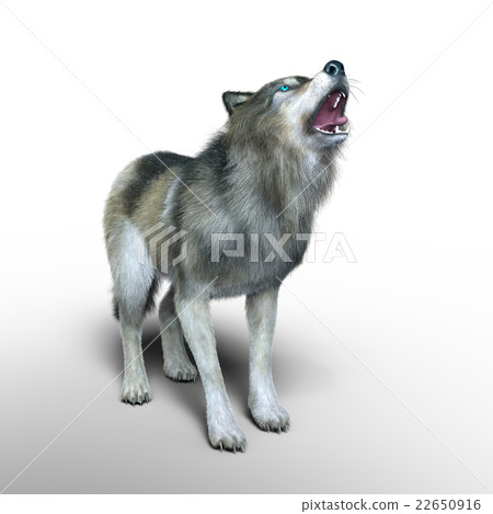 Wolf Wolf 22650916