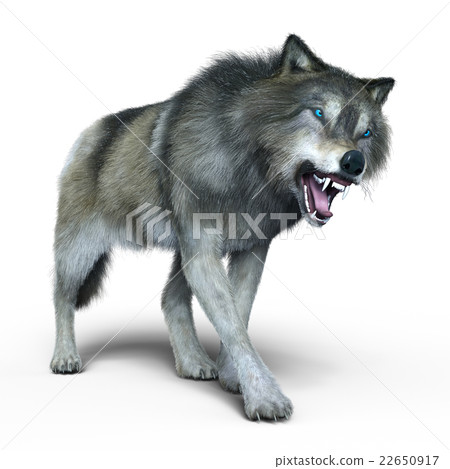 Wolf Wolf 22650917