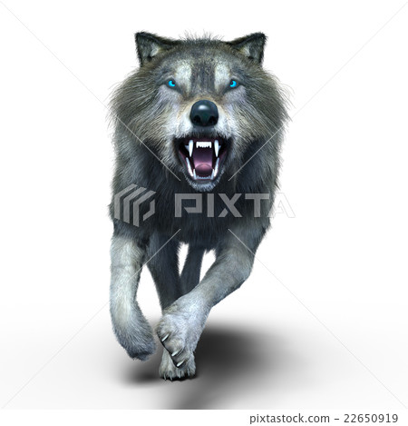 Wolf  22650919