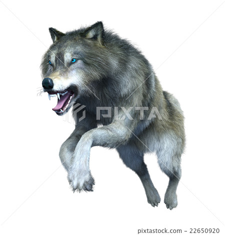Wolf  22650920
