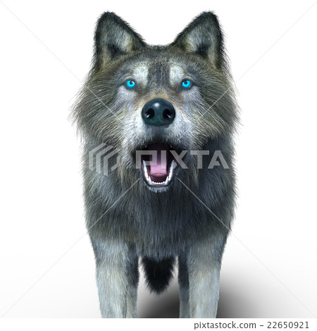 Wolf  22650921