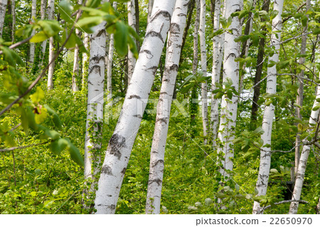 白樺林 22650970