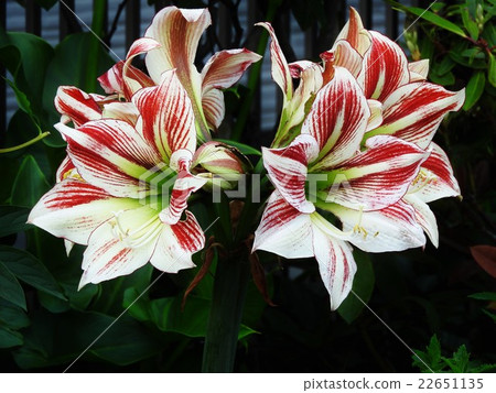 Amaryllis' s name is the name of the shepherd's daughter of a song made by a Roman poet. It is a gorgeous and neat flower. 22651135