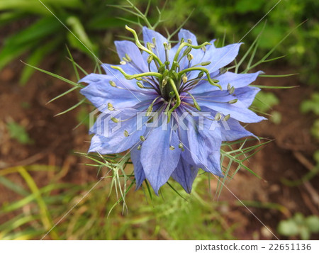Nigera is cultivated for ornament with an unusual shape flower, and garden cultivars are also produced. The fruit becomes a dry flower 22651136