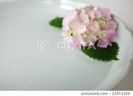 青瓷菜和繡球花 青瓷菜和繡球花 22651169