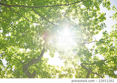 Fresh green of beech forest Fresh green of beech forest 22651262