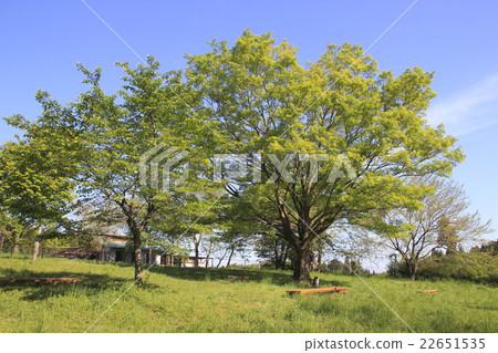 Tree of Rishan Park 22651535