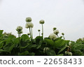 白三葉草 22658433