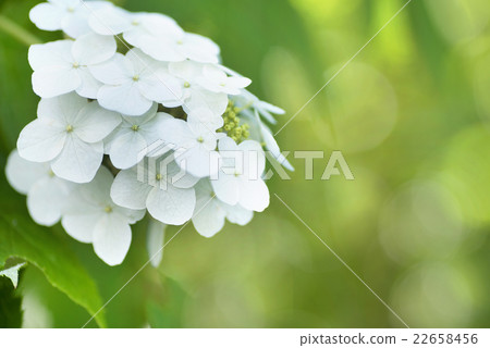 White hydrangea White hydrangea 22658456