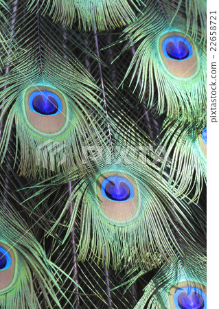 孔雀羽毛 22658721