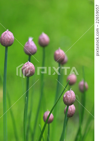 Chives planted in a vegetable garden in the yard 22659057