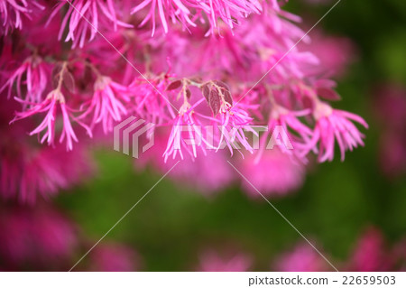 紅花Tokiwamansaku 22659503