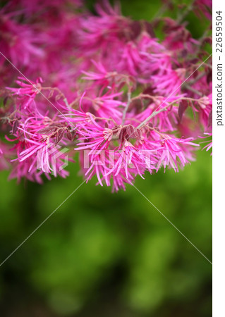 紅花Tokiwamansaku 22659504