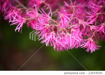 紅花Tokiwamansaku 22659505