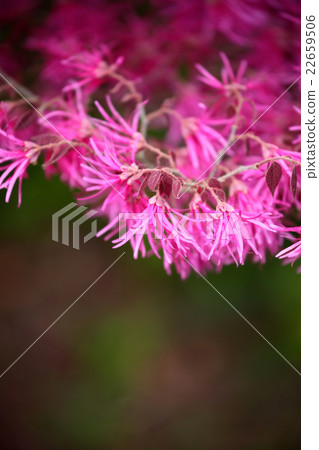 Safflower Tokiwamansaku 22659506