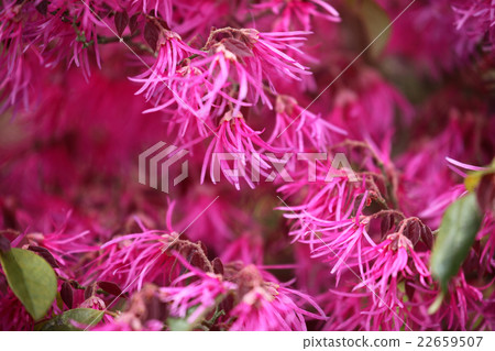 Safflower Tokiwamansaku 22659507