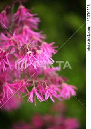 紅花Tokiwamansaku 22659508