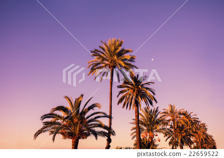 Palm trees against pink sunset sky Palm trees against pink sunset sky 22659522