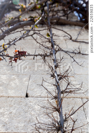plant with thorns and flowers on stone pillar plant with thorns and flowers on stone pillar 22659835