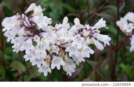 Pestemon·Digitaris 02 22659999