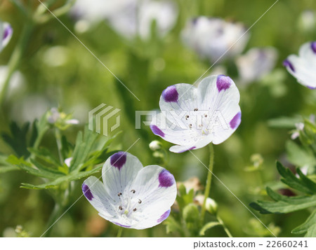 Nemophila Nemophila 22660241