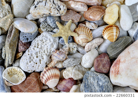 Sea Pebbles With Shells And Starfish 22660331