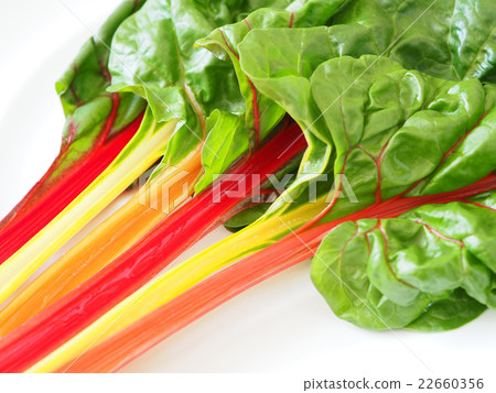 瑞士甜菜 22660356