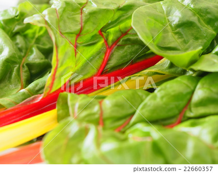 Swiss Chard 22660357