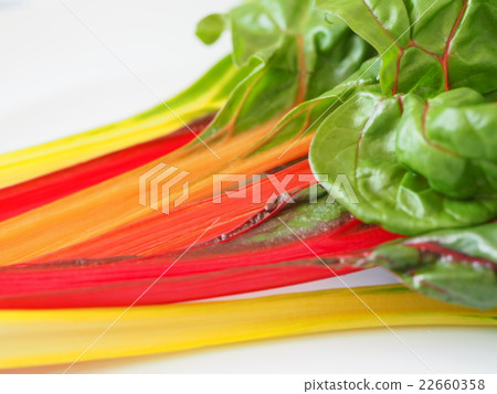 瑞士甜菜 22660358