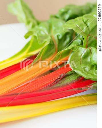 瑞士甜菜 22660359