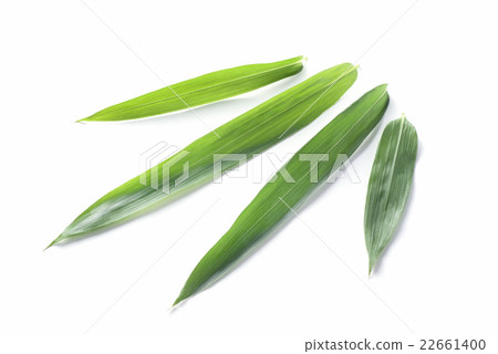 Bamboosaur 22661400
