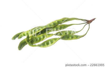 petai on the background. petai on the background 22661995