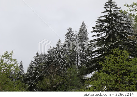 Hokkaido Snow in June (Ukishima Pass) Hokkaido Snow in June (Ukishima Pass) 22662214