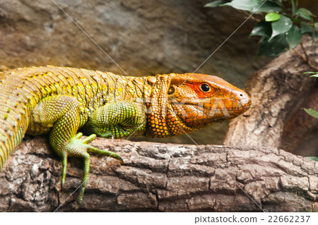 Northern caiman lizard sitting on the tree 22662237