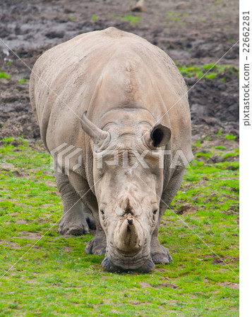 Black Rhinocero - Diceros bicornis 22662281