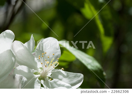 Spring flowering wild cherry in springtime Spring flowering wild cherry in springtime 22662306