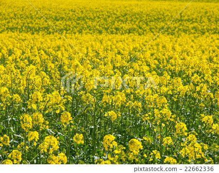 Yellow field of rape plant 22662336
