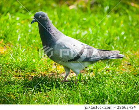 Pigeon in the grass Pigeon in the grass 22662454