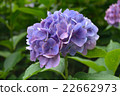  hydrangea 22662973