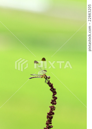 裁剪標記 22663205