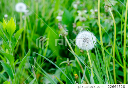 Close up of a dandelion at Otatu darden Close up of a dandelion at Otatu darden 22664528