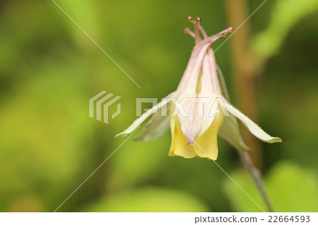 Yamaodamaki Yamaodamaki 22664593