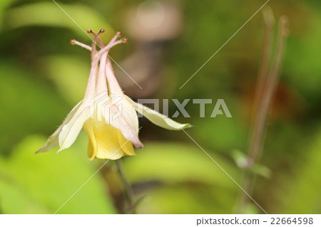 Yamaodamaki Yamaodamaki 22664598