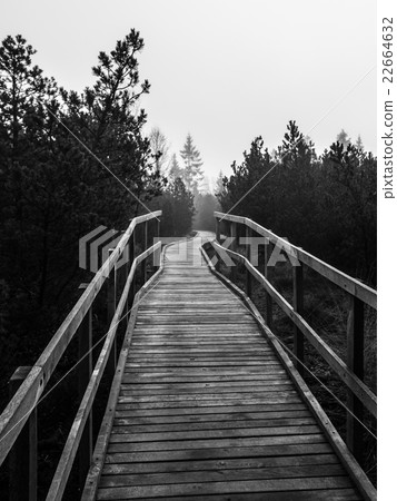 Wooden path in peat bog Wooden path in peat bog 22664632