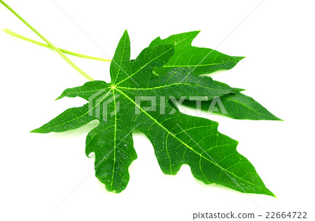 Papaya leaves on white background. 22664722